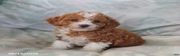 Toy Poodle dogs for sale: Ruby - Ad 4
