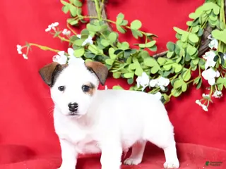 Jack Russell Terrier dogs for sale: Max - Ad 4