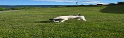 Schnoodle dogs for sale: Denver - Ad 6