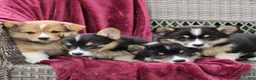 Welsh Corgi Pembroke dogs for sale: Jasper  - Ad 2