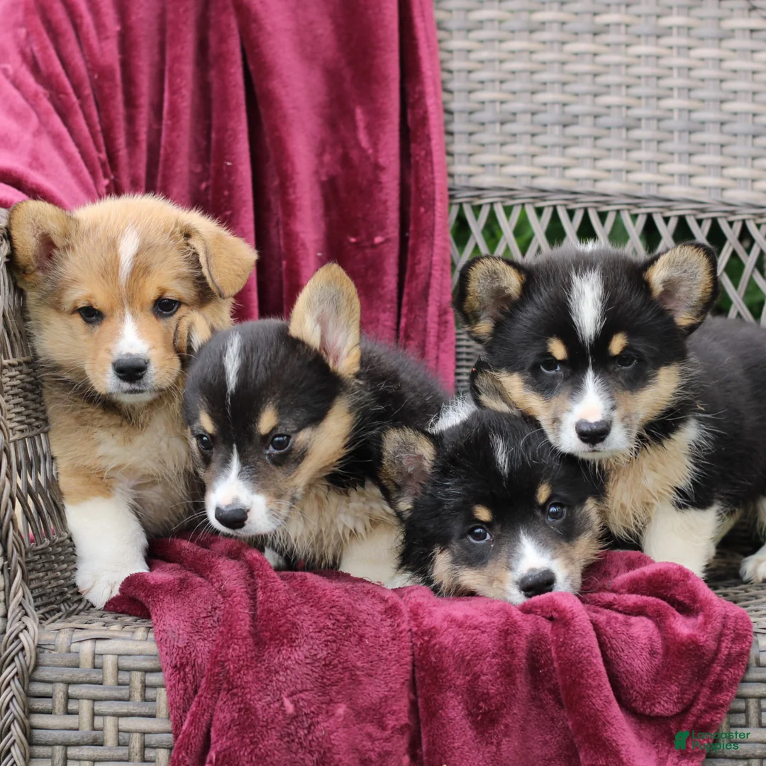 Welsh Corgi Pembroke dogs for sale: Jasper  - Ad 2