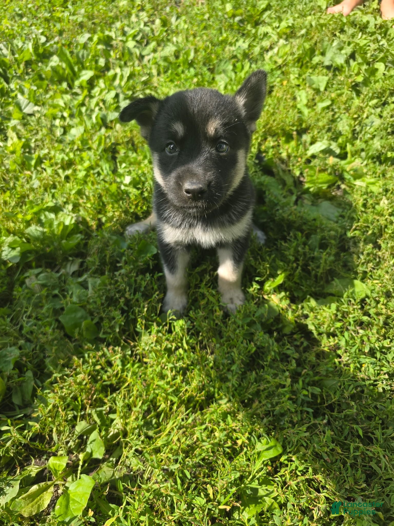 Gerberian Shepsky dogs Gerberian Shepsky 4 - Ad 6