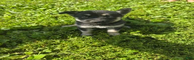 Gerberian Shepsky 4