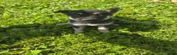 Gerberian Shepsky dogs for sale: Gerberian Shepsky 4 - Ad 1