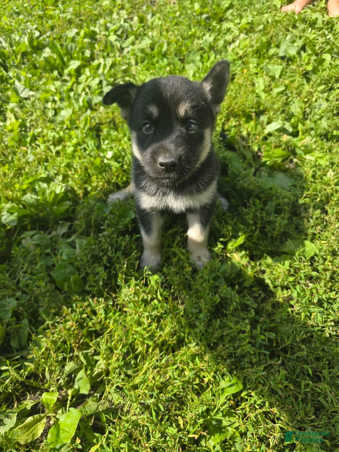 Gerberian Shepsky dogs for sale: Gerberian Shepsky 4 - Ad 1