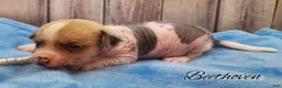 Mixed Breed dogs for sale: Beethoven - Ad 9