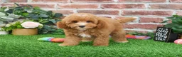Cavapoo dogs for sale: Cici - Ad 11
