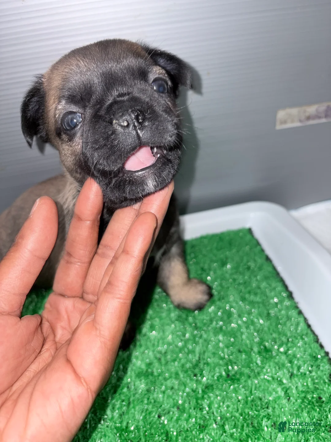 French Bulldog dogs for sale: French Bulldog  - Ad 1