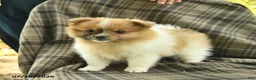 Pomeranian dogs for sale: Sandy  - Ad 5