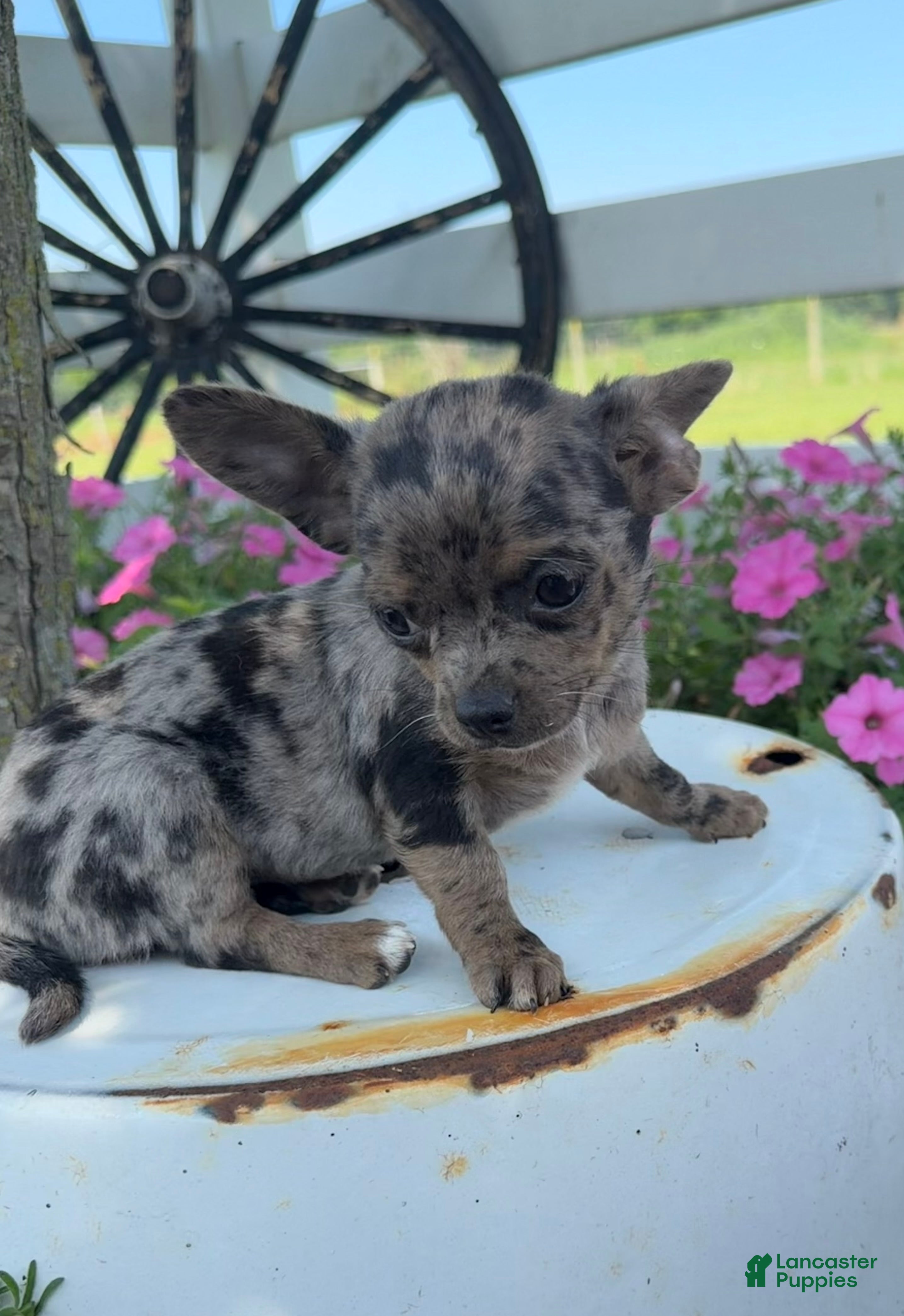 Chihuahua dogs Tina - Ad 1