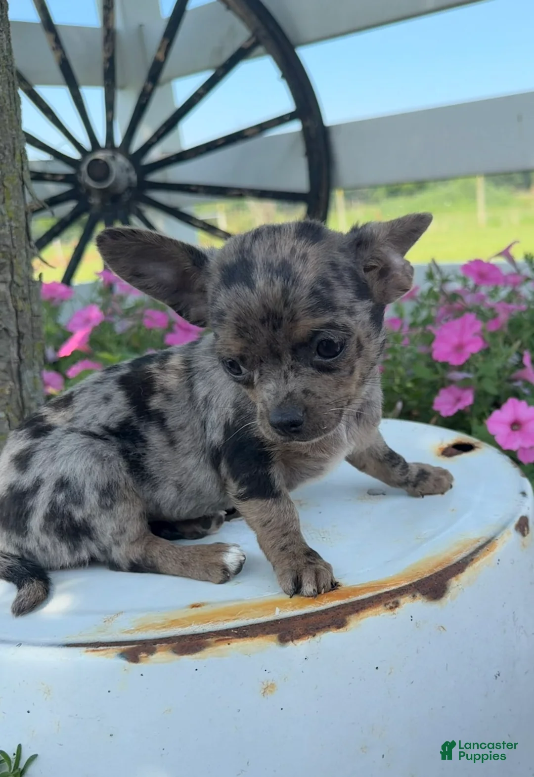 Chihuahua dogs for sale: Tina - Ad 1