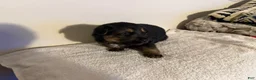 German Shepherd dogs for sale: Ranger - Ad 5
