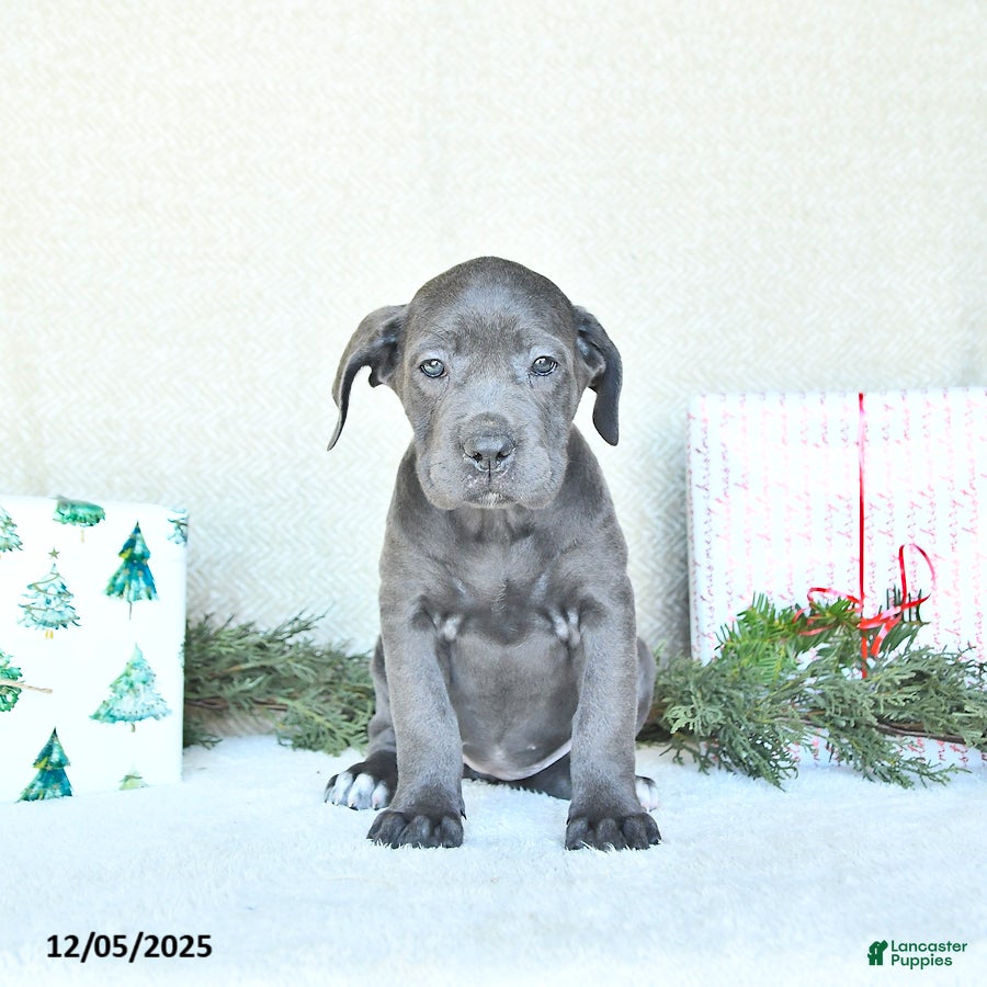 Cane Corso dogs Willow - Ad 26
