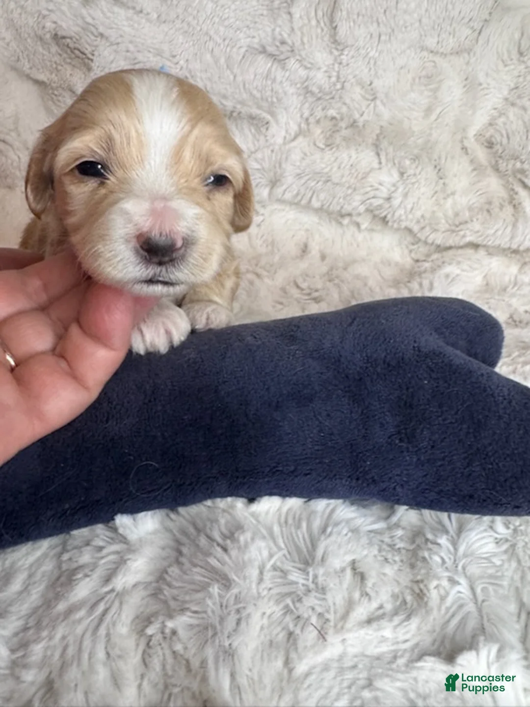 Maltipoo dogs for sale: George - Ad 1