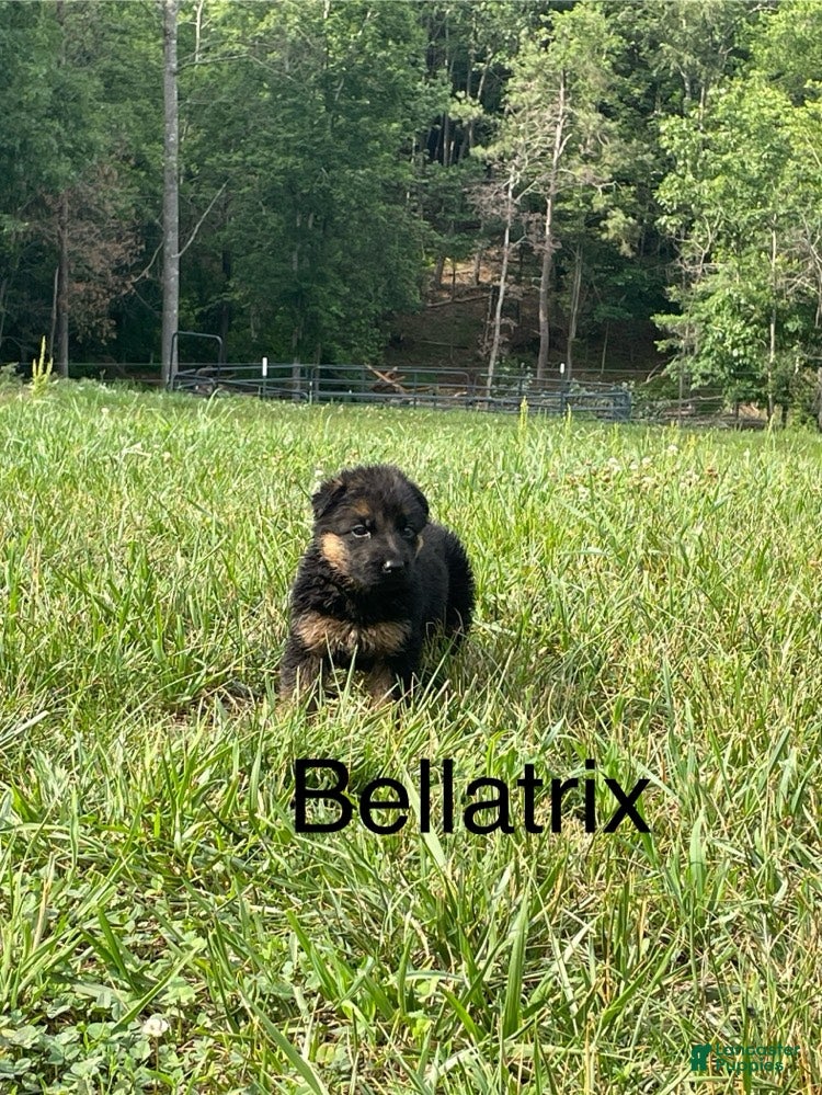 German Shepherd dogs Bellatrix - Ad 1