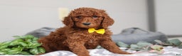 Standard Poodle dogs for sale: Asher AKC - Ad 2