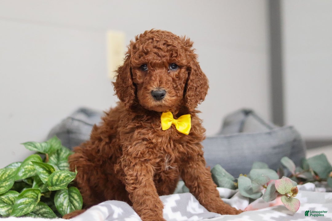 Standard Poodle dogs for sale: Asher AKC - Ad 2