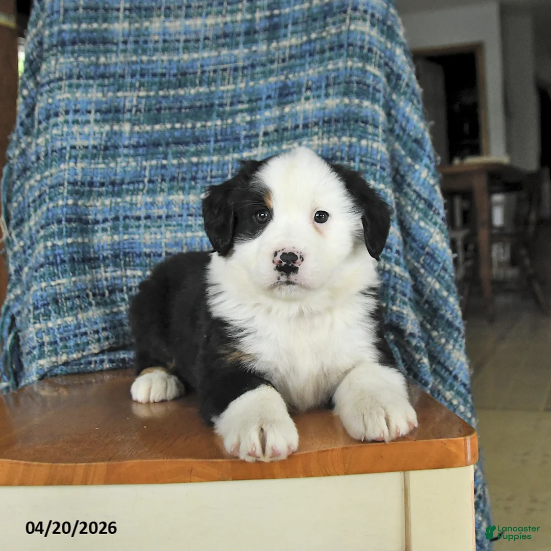 Mixed Breed dogs for sale: Birch - Ad 1