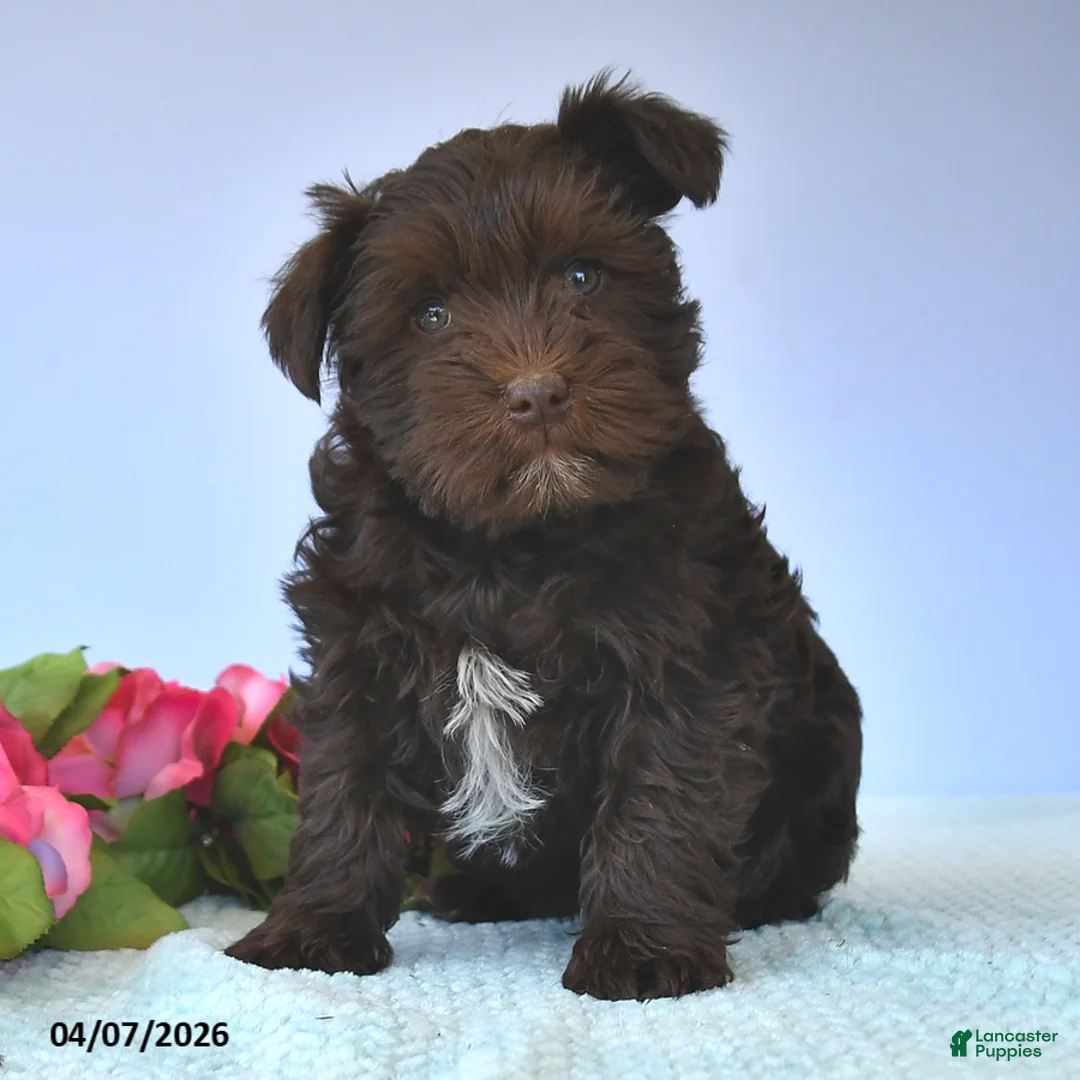 Miniature Schnauzer dogs for sale: Lily - Ad 3