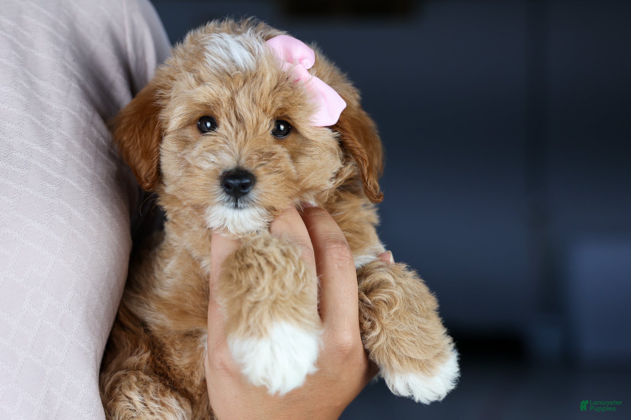 Mini Goldendoodle dogs 🐾 Meet Nixie – F2B Mini Goldendoodle Puppy 🐾 - Ad 2