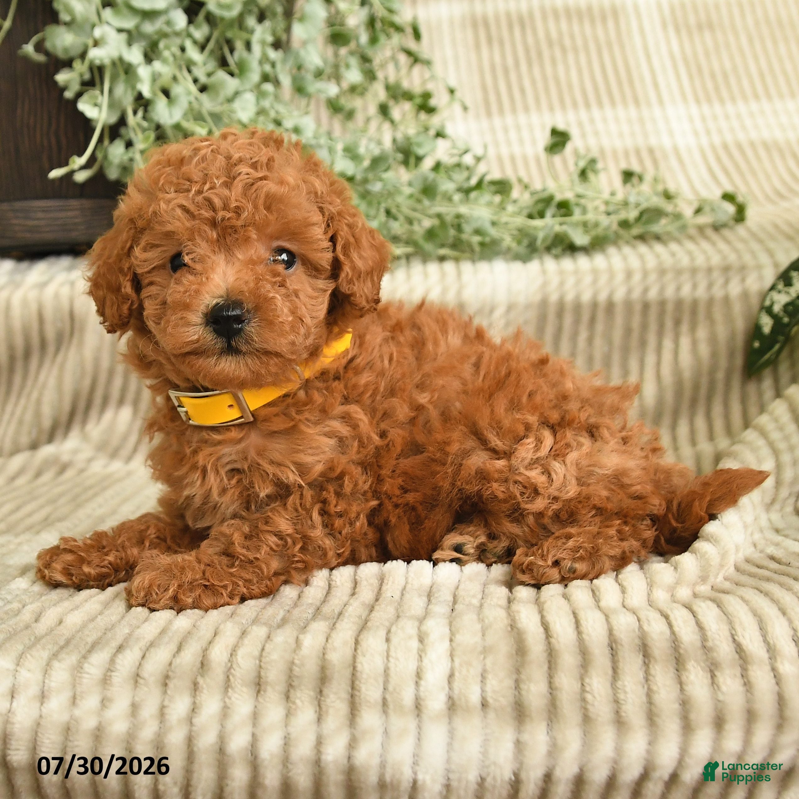 Miniature Poodle dogs Quintessa - Ad 2
