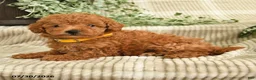 Miniature Poodle dogs for sale: Quintessa - Ad 2