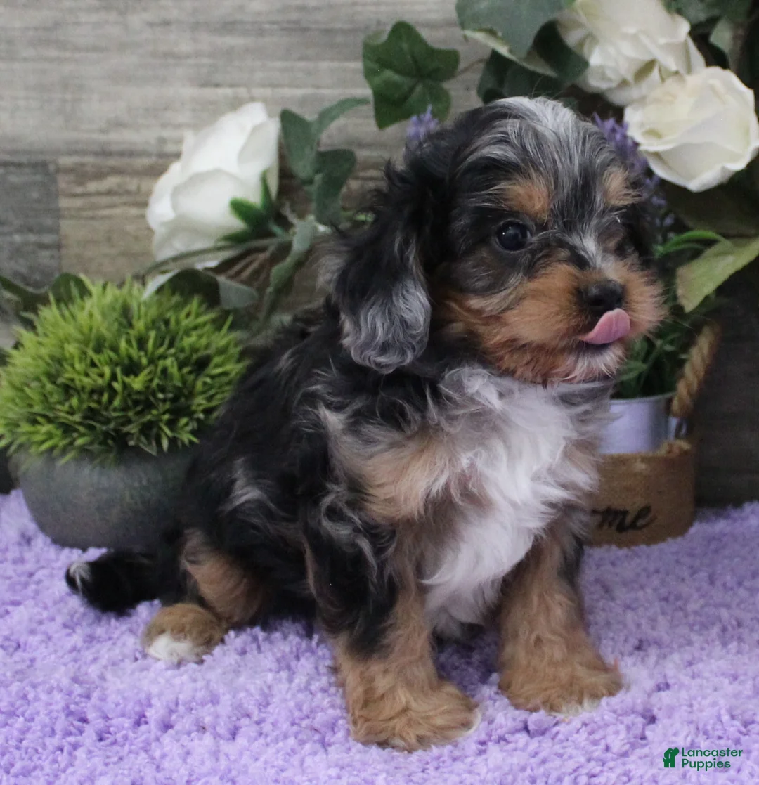 Cavapoo dogs for sale: Chelsea's #2 Male - Ad 1