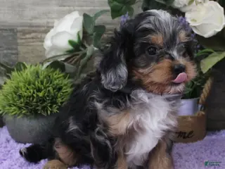 Cavapoo dogs Chelsea's #2 Male - Ad 29