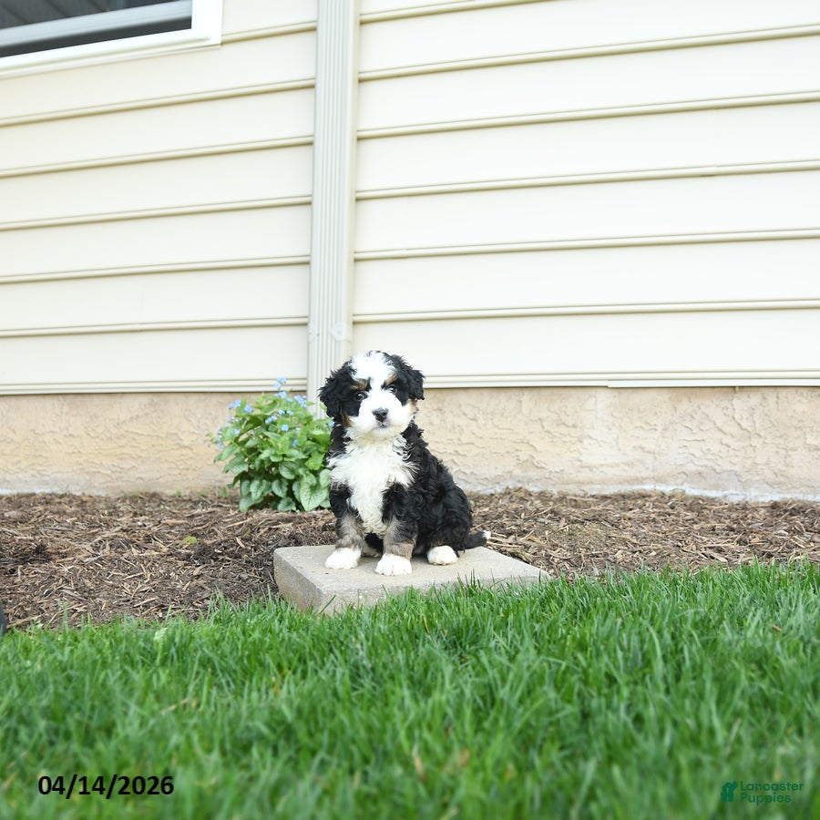 Bernedoodle dogs Bailey - Ad 1