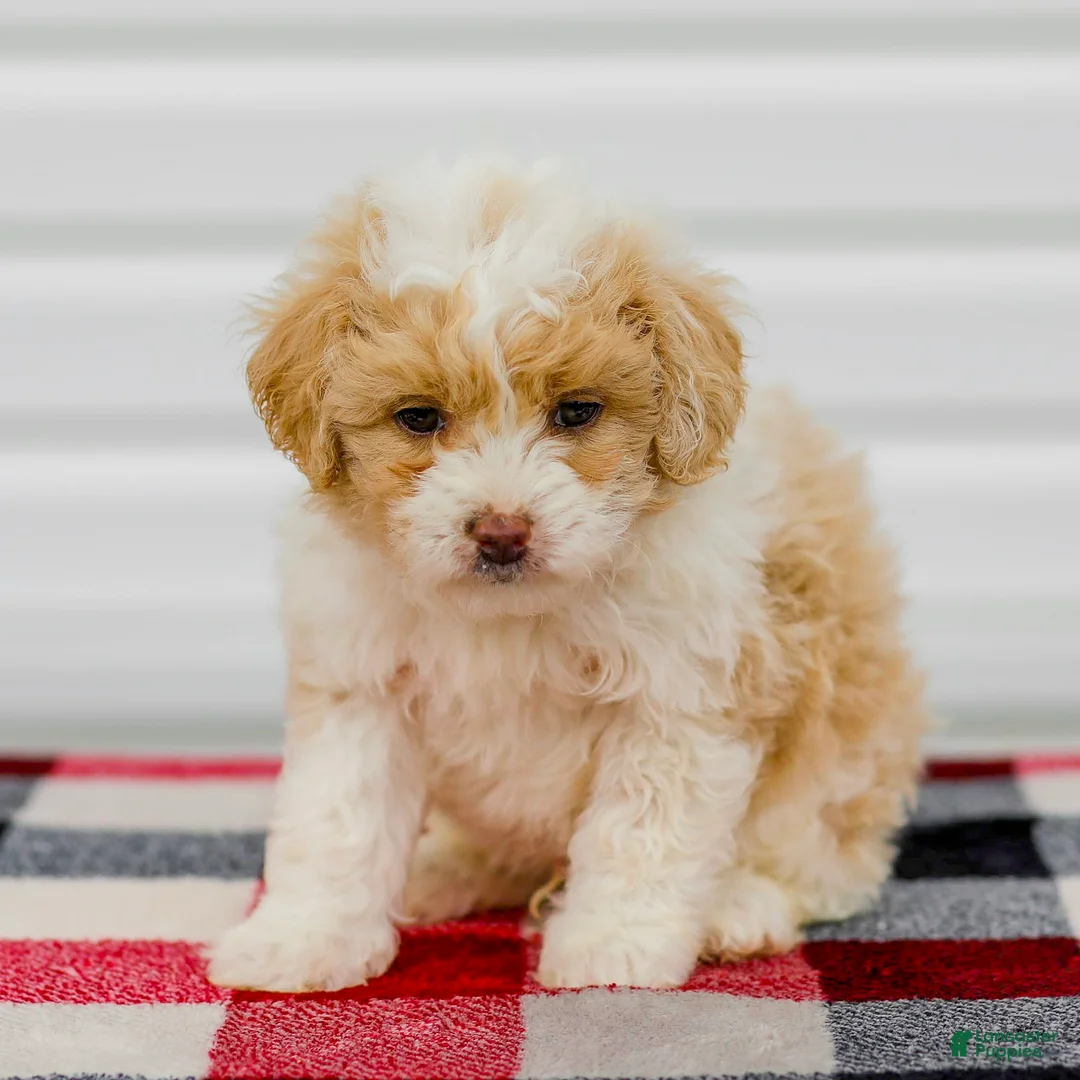 Mini Aussiedoodle dogs for sale: Carter - Ad 1