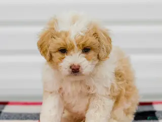Mini Aussiedoodle dogs for sale: Carter - Ad 3