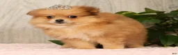 Pomeranian dogs for sale: Chai - Ad 4