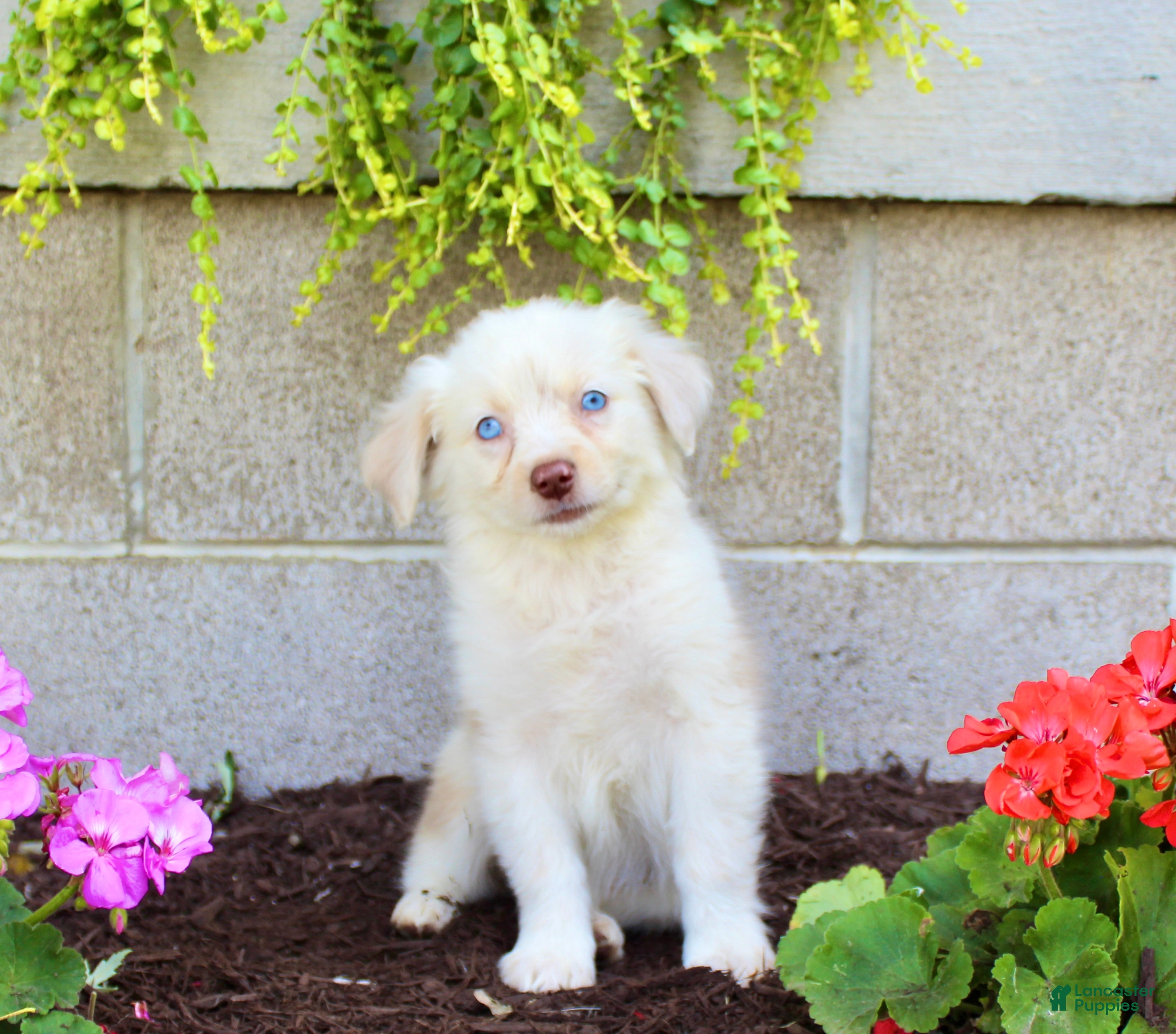 Australian Shepherd dogs Treva - Ad 1