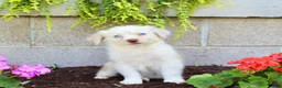 Australian Shepherd dogs for sale: Treva - Ad 1