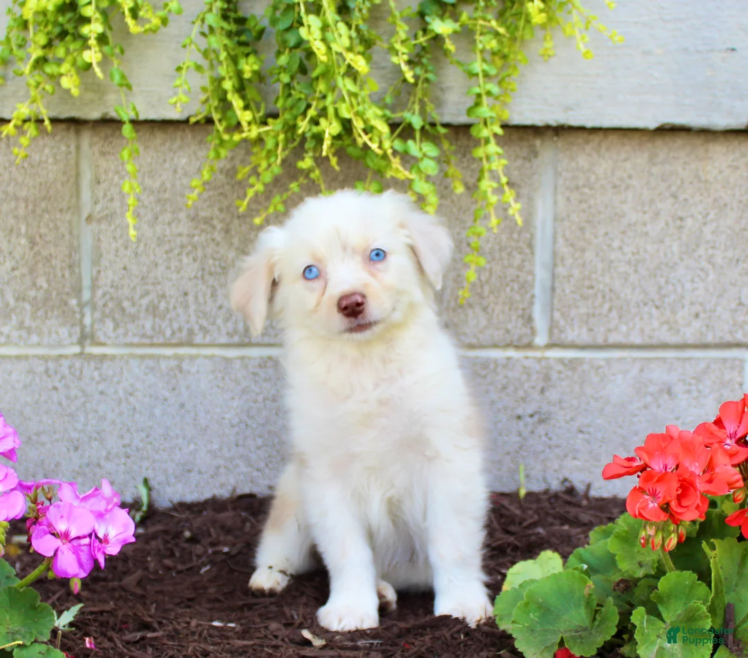Australian Shepherd dogs for sale: Treva - Ad 1