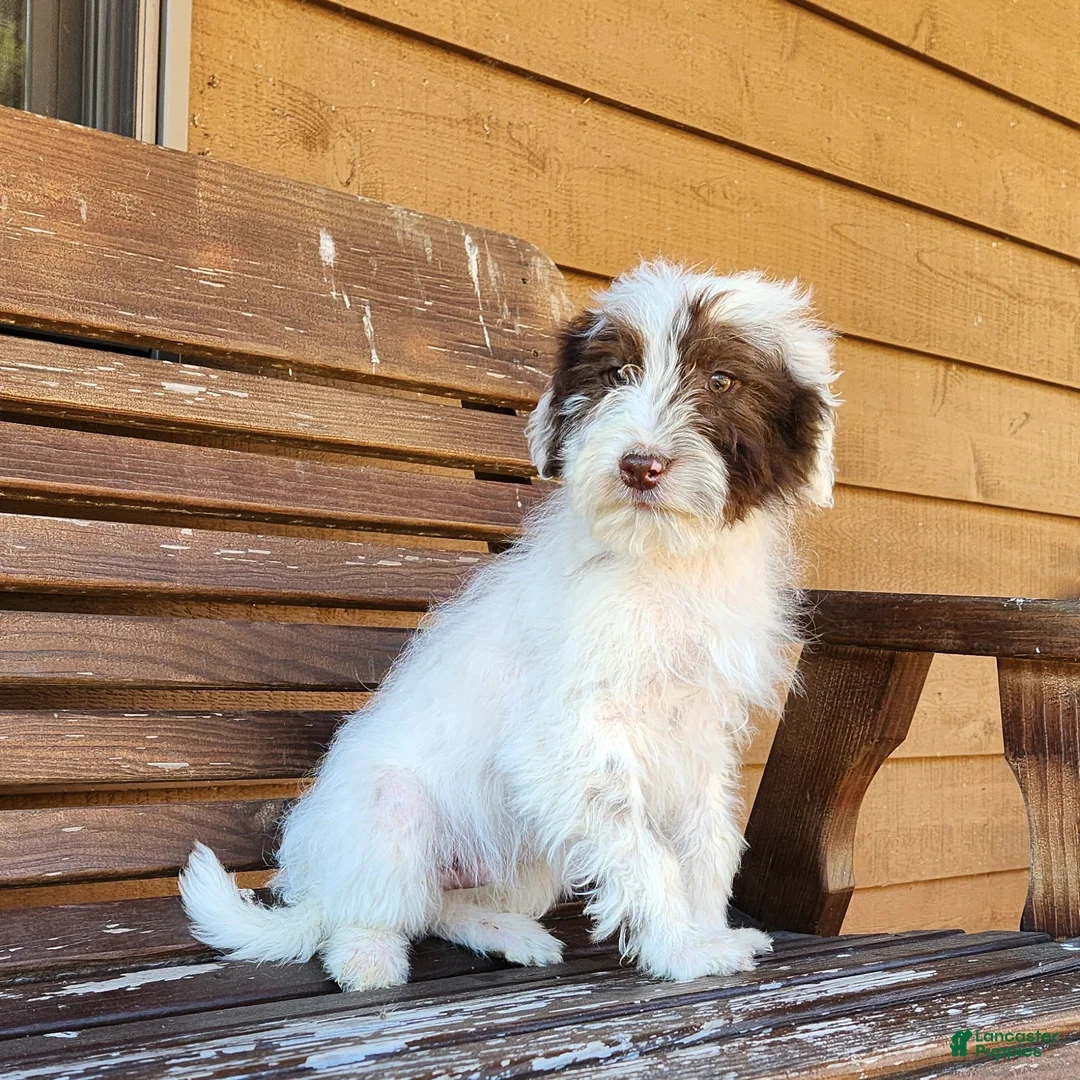 Portuguese Water Dog dogs for sale: Oakley - Ad 1