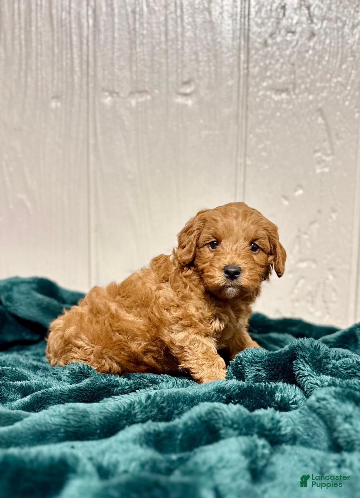 Mini Goldendoodle dogs Dasher - Ad 39