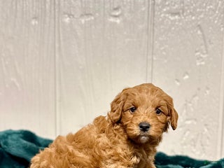 Mini Goldendoodle dogs Dasher - Ad 18