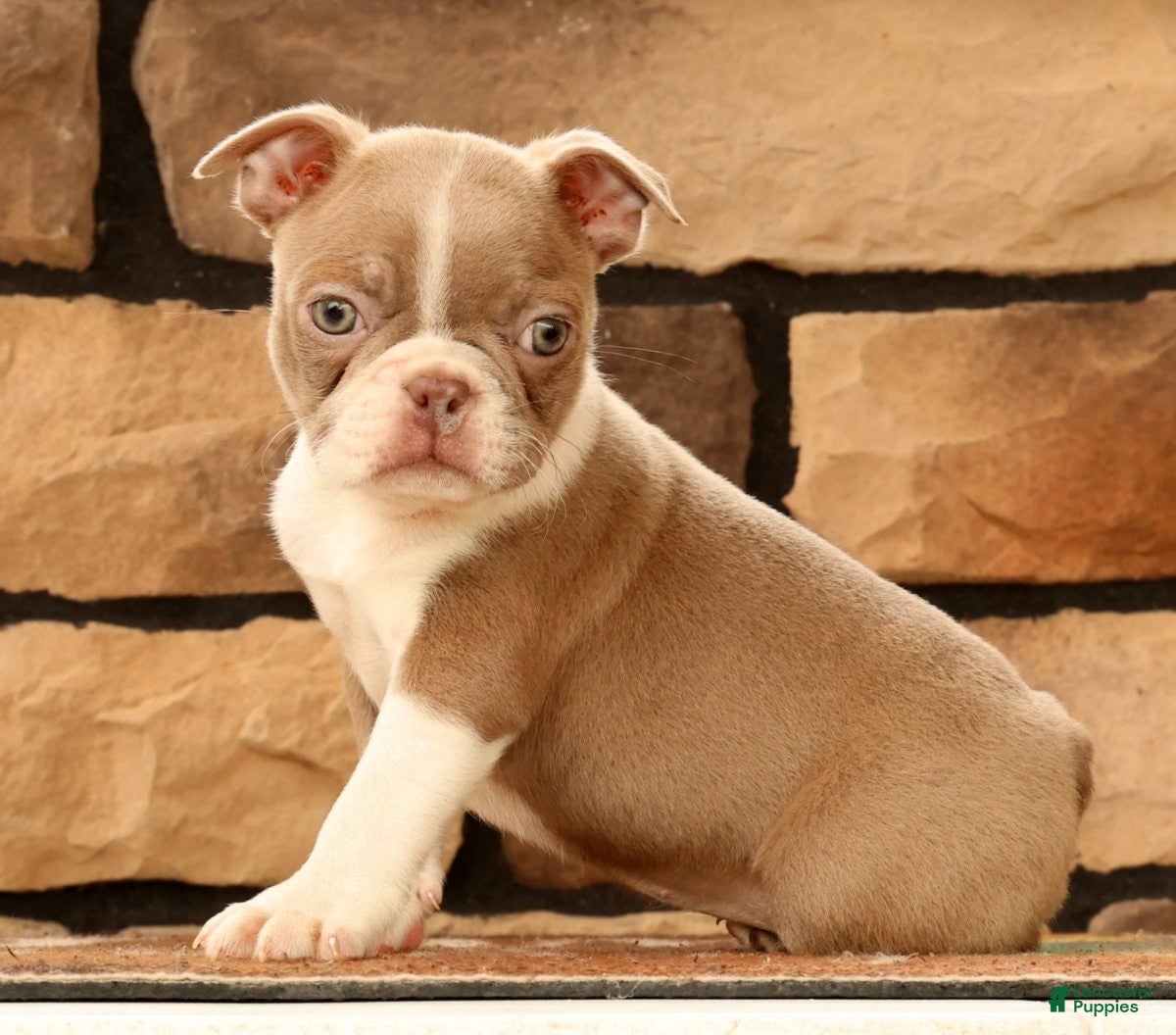 Boston Terrier dogs for sale: Kyah - Ad 6