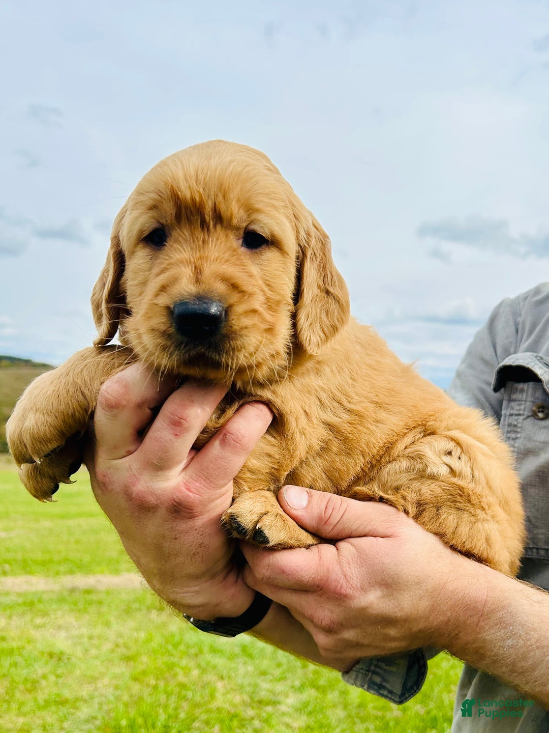 Dark Golden Retriever Puppies for sale Lancaster Puppies