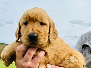 Golden Retriever dogs - Ad 6