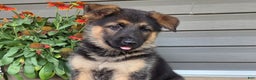 German Shepherd dogs for sale: Aria - Ad 3