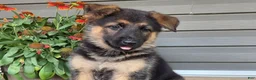 German Shepherd dogs for sale: Aria - Ad 3