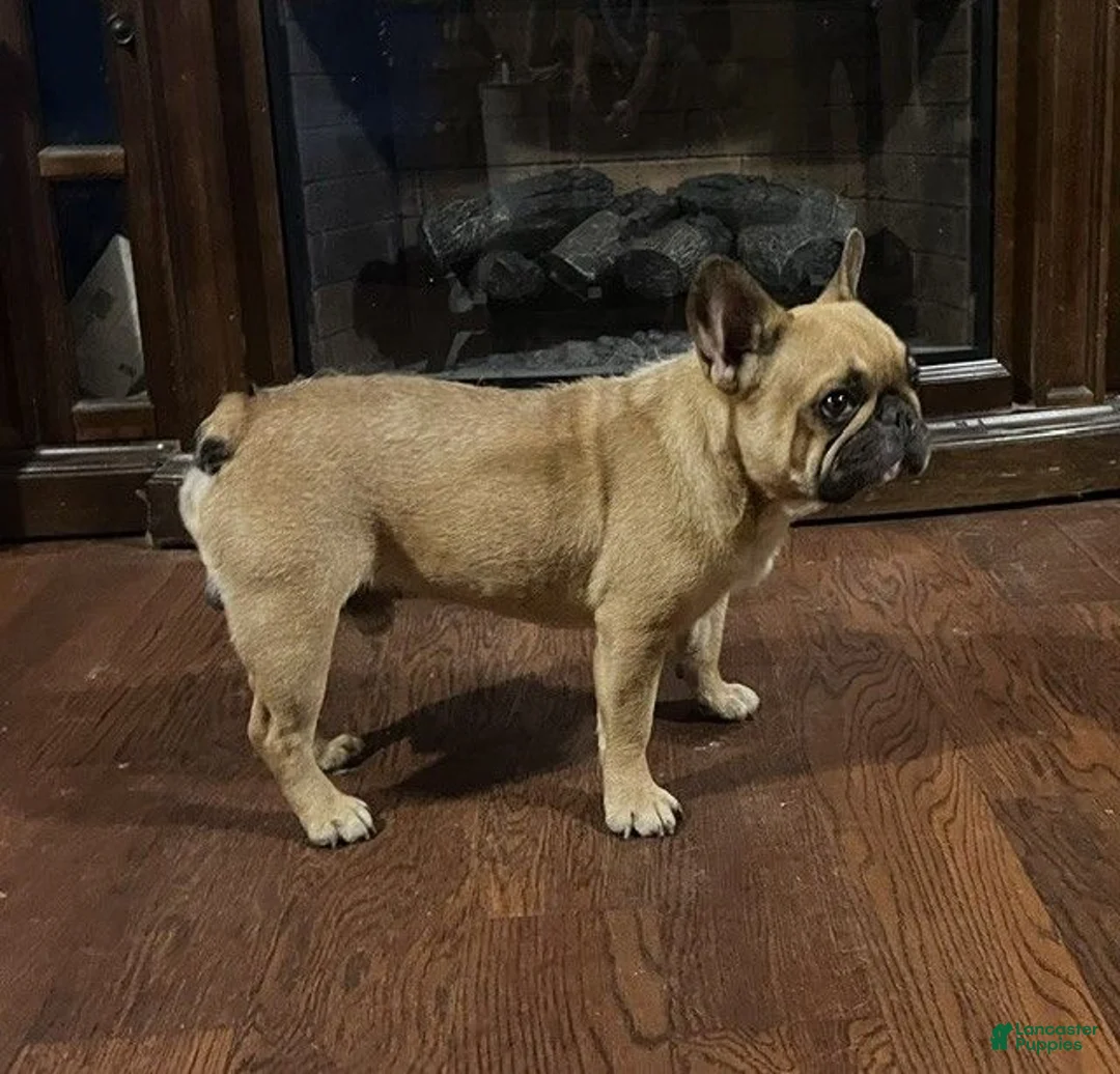 French Bulldog dogs for sale: French Bulldog 1 - Ad 1