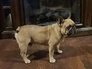 French Bulldog dogs French Bulldog 1 - Ad 7