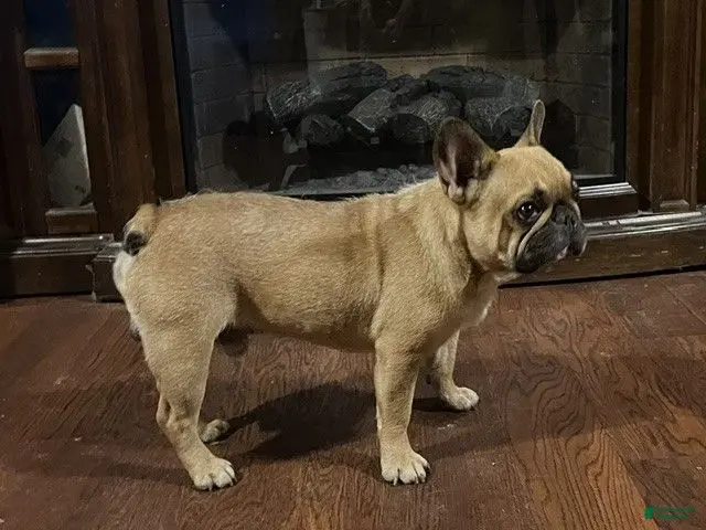 French Bulldog dogs for sale: French Bulldog 1 - Ad 8