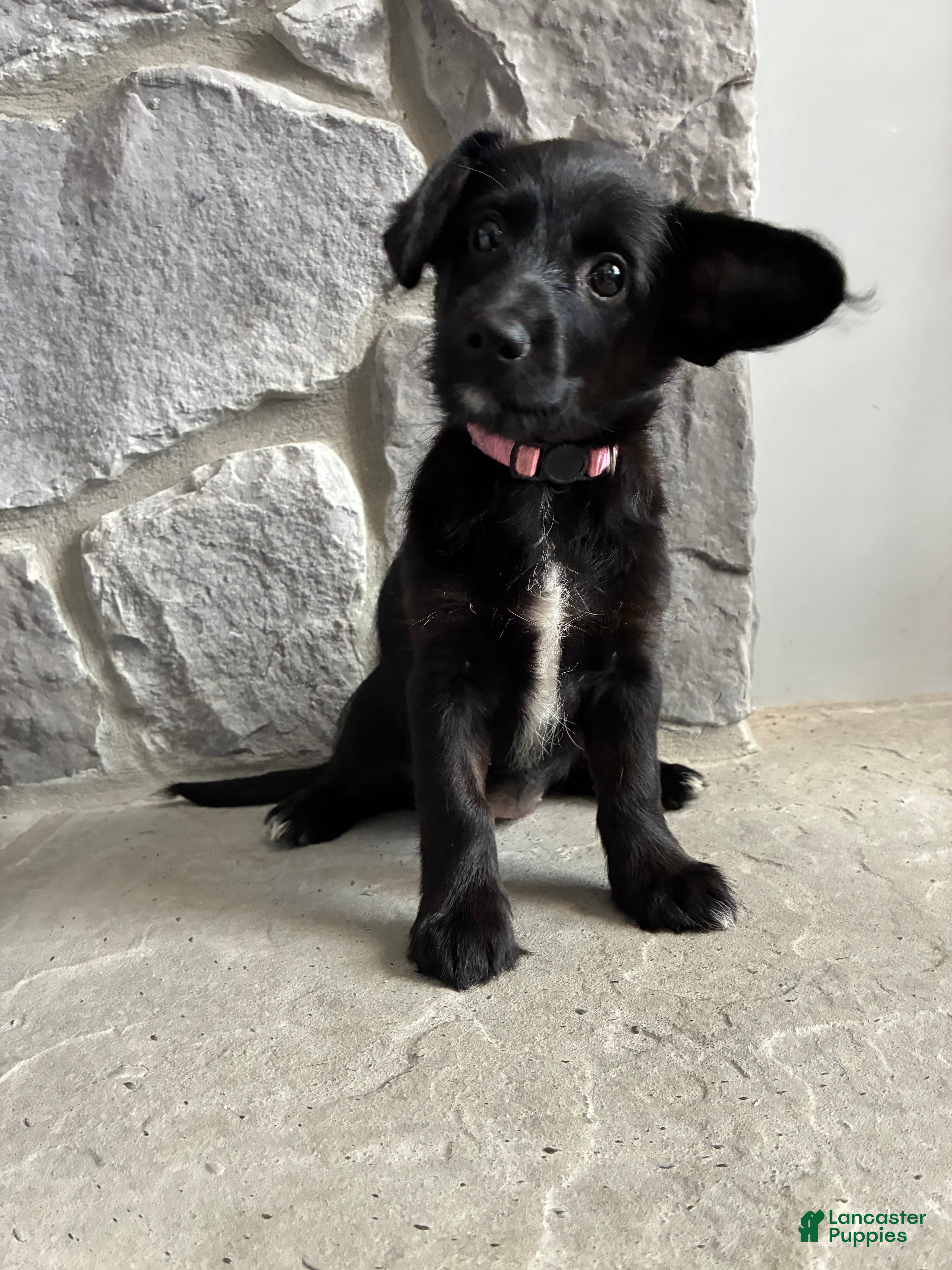 Corgipoo dogs Rascal Corgipoo - Ad 2