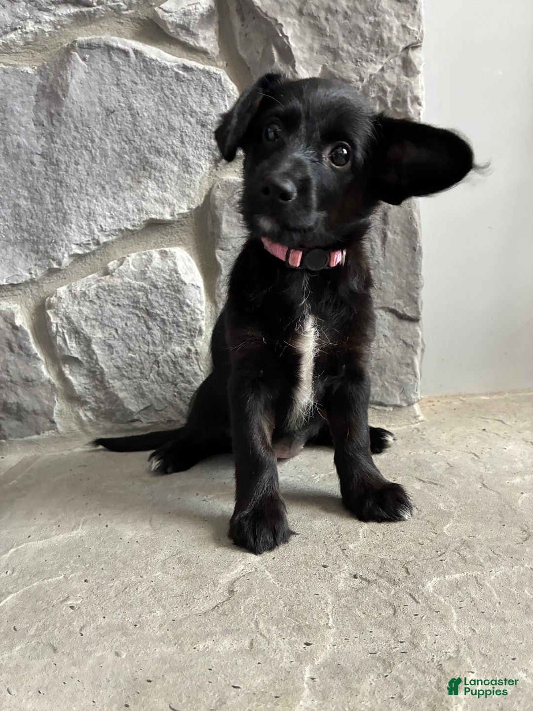 Corgipoo dogs for sale: Rascal Corgipoo - Ad 1