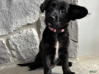 Corgipoo dogs Rascal Corgipoo - Ad 10