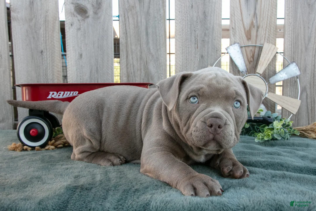 American Bully dogs for sale: Ella - Ad 1
